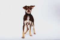 pet photographer, dog photoshoot, dog photography, dog photographer, cat photography, pet photography near me, family photo with dog, pet portraits, cat photographer, cat photoshoot, dog photographer near me, pet photographer near me, a dog photoshoot, pet photography, dog pictures, pictures of puppys, cute dog pictures, dog photo, sacramento pet photographer, san francisco pet photographer