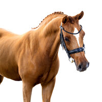 Fine art equine portrait take at horse shows in California Kendra Evans Photography