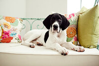 sacramento pet photographer, pet photographer sacramento, pet photos, pet photography, san francisco pet photos, pet photo sessions, pet photographer, pet photos sacramento, pet photos san francisco, family pet photos, family pet photo sessions