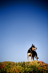 pet photographer, dog photoshoot, dog photography, dog photographer, cat photography, pet photography near me, family photo with dog, pet portraits, cat photographer, cat photoshoot, dog photographer near me, pet photographer near me, a dog photoshoot, pet photography, dog pictures, pictures of puppys, cute dog pictures, dog photo, sacramento pet photographer, san francisco pet photographer