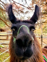 bidwell-portrait-2_53458773262_o