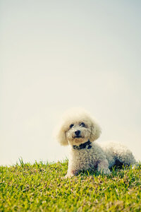 sacramento pet photographer, pet photographer sacramento, pet photos, pet photography, san francisco pet photos, pet photo sessions, pet photographer, pet photos sacramento, pet photos san francisco, family pet photos, family pet photo sessions