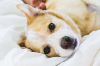sacramento pet photographer, pet photographer sacramento, pet photos, pet photography, san francisco pet photos, pet photo sessions, pet photographer, pet photos sacramento, pet photos san francisco, family pet photos, family pet photo sessions