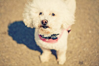 sacramento pet photographer, pet photographer sacramento, pet photos, pet photography, san francisco pet photos, pet photo sessions, pet photographer, pet photos sacramento, pet photos san francisco, family pet photos, family pet photo sessions
