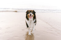 MHilarius | Rio - Hondenshoot Egmond-79