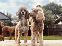 Red and Apricot Standard Poodles Roxie kissing Tulah