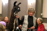 how to lead a llama