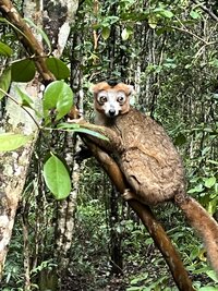 madagascar 11