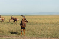 Masai Mara - Allie Jorde Creative102