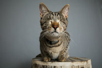 sacramento_pet_photographer_0846