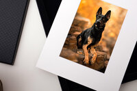 8x10-white-matted-print-german-shepherd-dog-pet-portrait