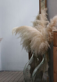 two large glass vases with pampas grass