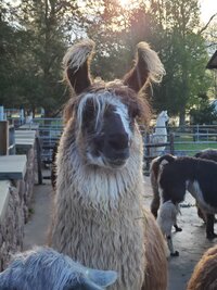 Buck Hollow Llamas
