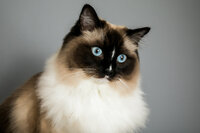 sacramento_pet_photographer_0841