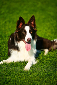 sacramento pet photographer, pet photographer sacramento, pet photos, pet photography, san francisco pet photos, pet photo sessions, pet photographer, pet photos sacramento, pet photos san francisco, family pet photos, family pet photo sessions