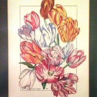colored pencil tulips