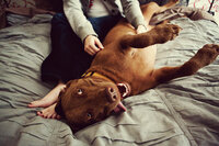 sacramento pet photographer, pet photographer sacramento, pet photos, pet photography, san francisco pet photos, pet photo sessions, pet photographer, pet photos sacramento, pet photos san francisco, family pet photos, family pet photo sessions