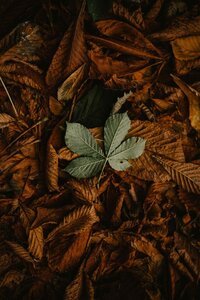 annie-spratt-49ehkItwhYs-unsplash (1)