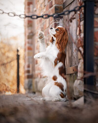 Cavalier King Charles Spaniel sitting pretty begging for a treat next to a red brick wall