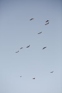 Brides fly in the sky over Nantucket at sunset.