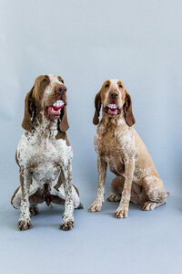 sacramento_pet_photographer_0819