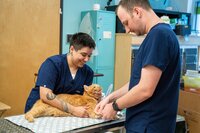 Two vet technicians treating an orange cat during a brand photo session