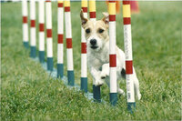 sacramento_dog_photographer_0868