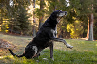 Kendra_Evans_Canine _Photography2025 (2)