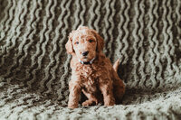 Red Apricot Abstract Poodle Puppy-3