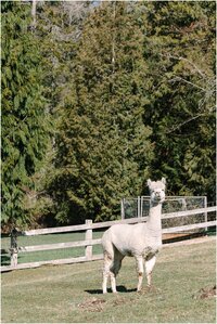 chateau-lill-wedding_0075