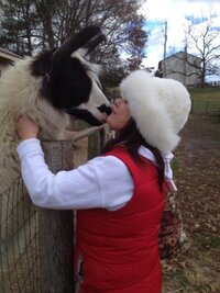 kenworthy-life-w-llamas_53459827543_o