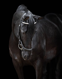 Horse In California photographed with a black background