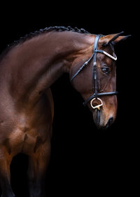 Horse In California photographed with a black background