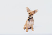 pet photographer, dog photoshoot, dog photography, dog photographer, cat photography, pet photography near me, family photo with dog, pet portraits, cat photographer, cat photoshoot, dog photographer near me, pet photographer near me, a dog photoshoot, pet photography, dog pictures, pictures of puppys, cute dog pictures, dog photo, sacramento pet photographer, san francisco pet photographer