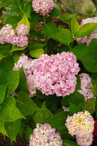 8P7A0442