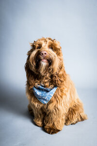 sacramento-pet-photography-studio-20