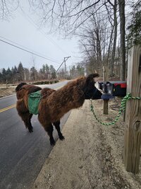 Llama groups on the east coast