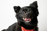 sacramento-dog-portrait-48