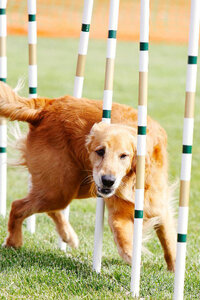 sacramento_dog_photographer_0883