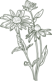 Detailed feminine daisy illustration
