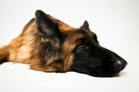 sacramento-dog-portrait-20