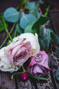 purple roses with wedding rings