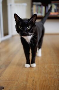 A cat checks out the camera while at an in home session in Dallas texas