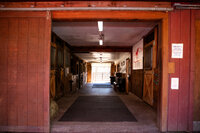 Equine-Photography-Wallingford-CT-Fine-Step-Equestrian-Bethany-4