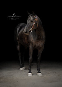 Horse In California photographed with a black background