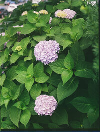 asbury-hotel-film-wedding-photographer-love-melissa-3