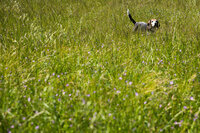 sacramento pet photographer, pet photographer sacramento, pet photos, pet photography, san francisco pet photos, pet photo sessions, pet photographer, pet photos sacramento, pet photos san francisco, family pet photos, family pet photo sessions
