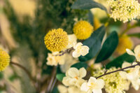 Belleza Sol (30)