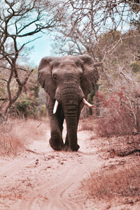 Majestic elephant in the wild, ideal for custom luxury travel and unforgettable safari experiences.