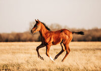 foal cantering